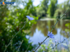 У волжан под ногами растет кофе