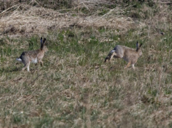 Косого и ушастого можно увидеть в окрестностях Волжского