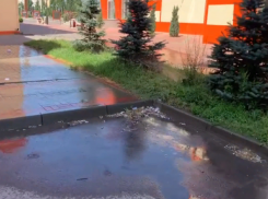 Прогрессивная система: почему в Волжском вместо газона поливают асфальт