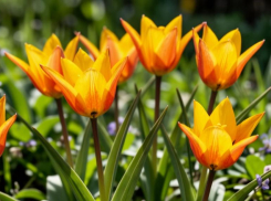 В пойме зацвели тюльпаны Биберштейна