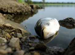 Рыба в Волгоградском водохранилище оказалась зараженной паразитами
