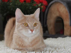 Волжанка ищет потерявшегося Пусю