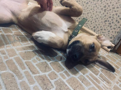 Домашнего пса из-за сильной аллергии ребенка отдают в добрые руки в Волжском