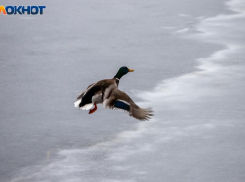 Жителей Волгоградской области приглашают помочь птицам пережить морозы