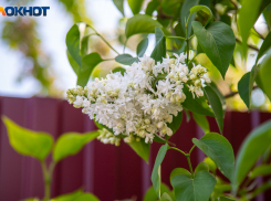 Собирали липу, просили удачу и оберегались от бед: народные приметы