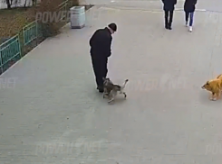 Бездомная собака напала на мужчину в центре Волжского: видео