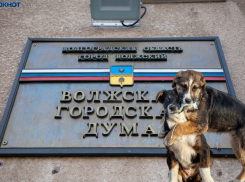 Депутаты снова подняли вопрос о бездомных собаках и приютах в Волжском