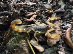 Прыткого скорпиона с приготовленной к обороне иглой встретил волжанин на прогулке 