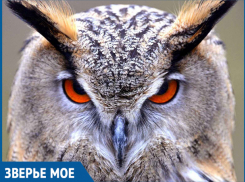 Волжских филинов пытались продать на черном рынке