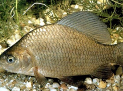 В водоемах Среднеахтубинского района обнаружена зараженная паразитами рыба  