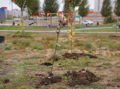 Волжский завершил осеннее озеленение
