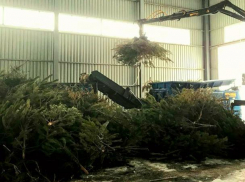 Новогодним красавицам решили дать вторую жизнь в Волжском