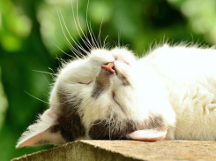 День кошек порадует теплой погодой