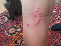 Дикие собаки набросились на школьников в Волжском