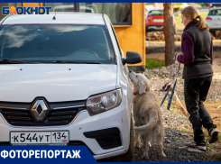 «Носы по ветру»: в Волжском прошли соревнования по ноузворку с участием собак со всей России