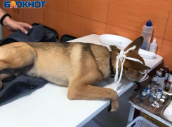 «Он переехал его и скрылся»: очевидцы ищут таксиста, покалечившего 5 месячного щенка