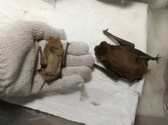 Поймал летучую мышь и сунул в банку: в Волжском едва не удушили рукокрылую кроху