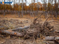 В Волгоградской области снизилось количество незаконных рубок зеленых насаждений