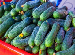 Зелененький он был: подборка цен на огурцы в магазинах Волжского