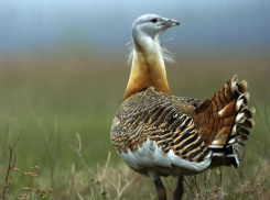 В Волгоградской области стали реже появляться краснокнижные птицы