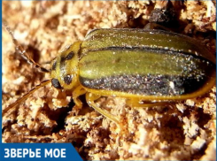 В Волжском плодятся жуки из подсемейства козявок