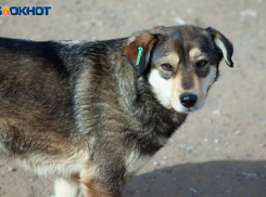 Волжанка рассказала, как женщина травит собак в приюте
