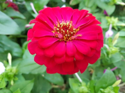 Администрация Волжского потратит сто пятьдесят тысяч на цветы