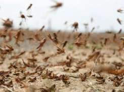 Под Волжским возникла угроза возникновения ЧС по саранчовым вредителям