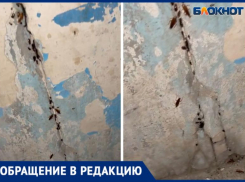Выводок на сотни тараканов сняли на видео в жилом доме Волжского: видео