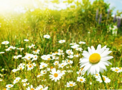 Воскресный день зарядит волжан солнечным настроением