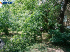 Делить дом с клопами больше не могут жители Волжского