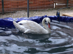 Для лебедя из зоодворика в Волжском обустроили бассейн с подогревом