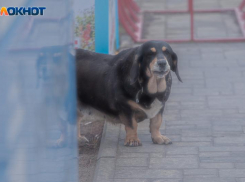 Пасмурный четверг придет в Волжском: прогноз погоды