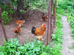 Волжские фермеры переписали свою живность