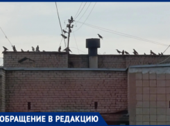 В Волжском облагораживание аллеи обернулось птичьим бунтом