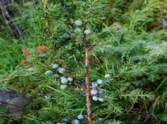 У можжевельника мужские и женские цветки находятся на разных растениях