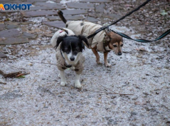 Волгоградскую область накроют «полярные качели»: после плюсовой ночи ударят заморозки до -3