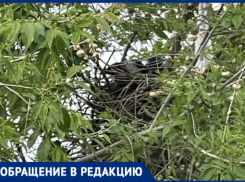 «Клюют детей и работников»: в волжской школе №14 вороны устроили террор, а администрация бездействует