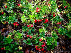 Солнцем и теплом побалует волжан день Брусничника