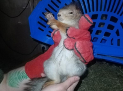 Тайсон получил перелом позвоночника возле Мамаева кургана