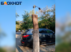В Волжском из ствола дерева сделали фонарный столб
