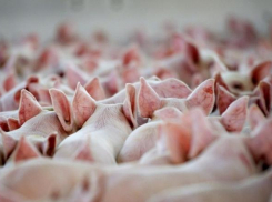 Около 1,5 тысячи свиней будут забиты из-за вспышки АЧС в Волгоградской области