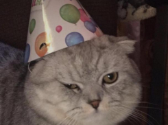 Топ-5 забавных объявлений, которые опубликовали волжане