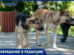 В Волжском госпитализировали пенсионерку после укуса собаки