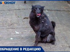 Поход в магазин закончился нападением: на 14-летнего подростка напала собака в Волжском