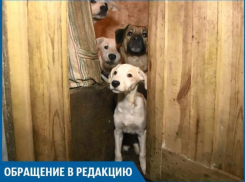 В нашем доме живет больная на всю голову собачница, - волжанка