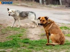 В Волжском смогли чипировать 71% бродячих собак