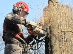 Прокуратура Волжского «заступилась» за снос 675 деревьев для стройплощадки «Леруа Мерлен»