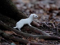 Ласковый убийца живет в окрестностях Волжского