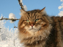 Редкие порывы ветра пообещали волжанам в день гражданской авиации